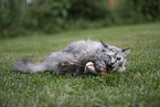 Ragdoll