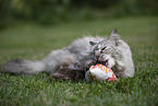 Ragdoll