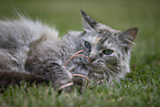 Ragdoll