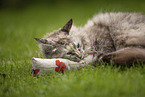 Ragdoll