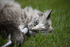 Ragdoll