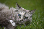 Ragdoll