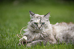 Ragdoll