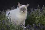 Ragdoll