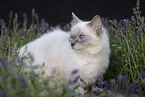 Ragdoll