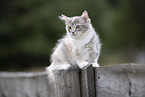 junge Ragdoll