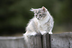 junge Ragdoll
