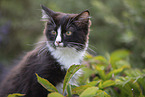 junge Ragdoll