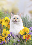 Ragdoll