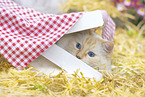 Ragdoll