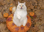 Ragdoll