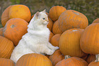 Ragdoll