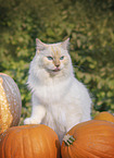 Ragdoll