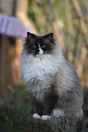 Ragdoll Kater