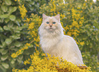Ragdoll