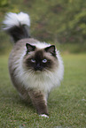 Ragdoll