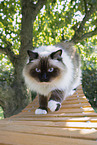 Ragdoll
