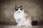 Ragdoll