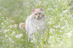 Ragdoll