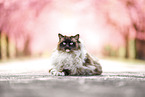 Ragdoll im Fr�hling