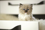 Ragdoll K�tzchen