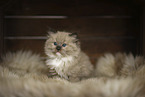 Ragdoll K�tzchen