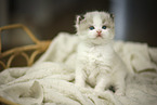 Ragdoll K�tzchen