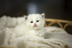 Ragdoll K�tzchen