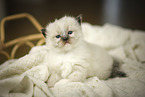 Ragdoll K�tzchen