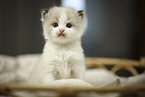 Ragdoll K�tzchen