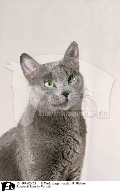 Russisch Blau im Portrait / Russian Blue Portrait / RR-02451