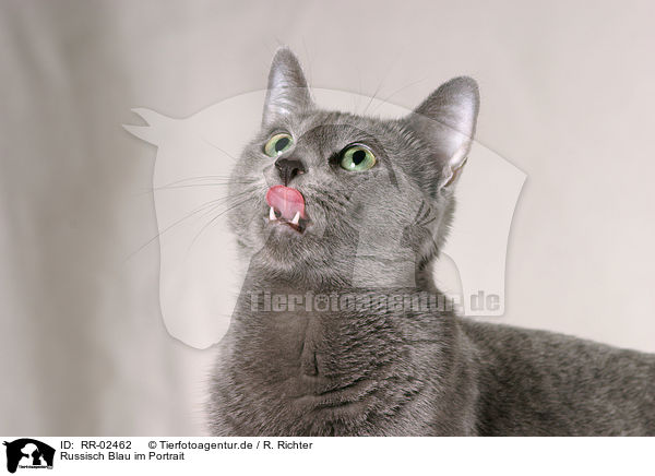 Russisch Blau im Portrait / Russian Blue Portrait / RR-02462