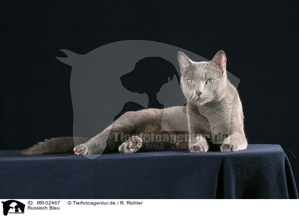 Russisch Blau / Russian Blue / RR-02467