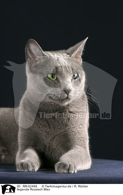 liegende Russisch Blau / lying Russian Blue / RR-02468