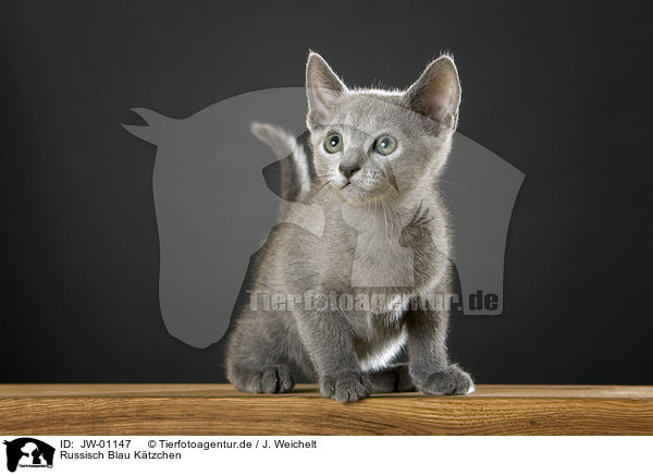 Russisch Blau Ktzchen / Russian Blue kitten / JW-01147