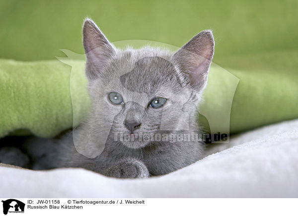 Russisch Blau Ktzchen / Russian Blue kitten / JW-01158