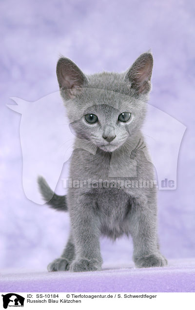 Russisch Blau Ktzchen / Russian Blue Kitten / SS-10184