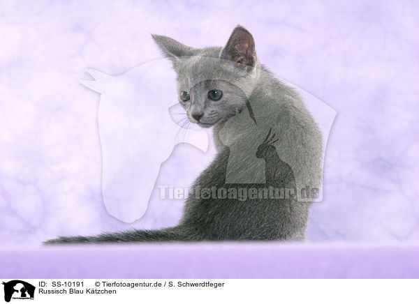 Russisch Blau Ktzchen / Russian Blue Kitten / SS-10191