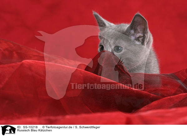 Russisch Blau Ktzchen / Russian Blue Kitten / SS-10218