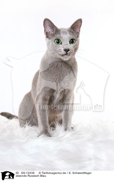sitzende Russisch Blau / sitting russian blue / SS-12439