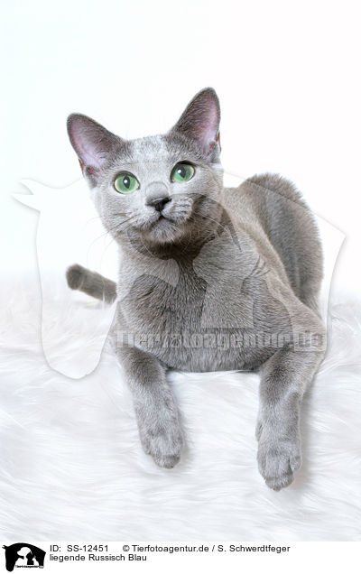 liegende Russisch Blau / SS-12451