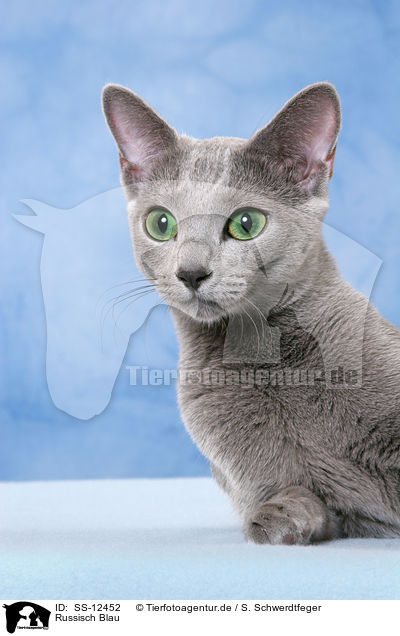 Russisch Blau / SS-12452