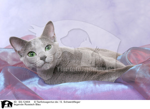 liegende Russisch Blau / lying russian blue / SS-12464