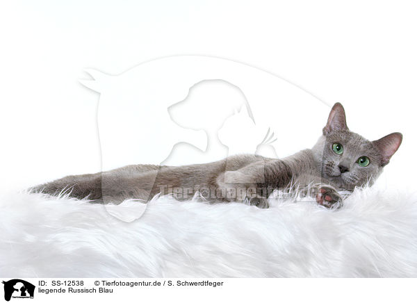 liegende Russisch Blau / lying russian blue / SS-12538