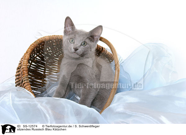 sitzendes Russisch Blau Ktzchen / SS-12574