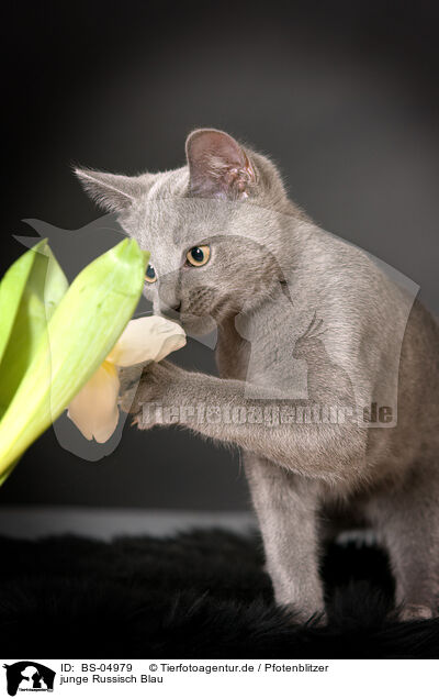 junge Russisch Blau / young Russian blue / BS-04979