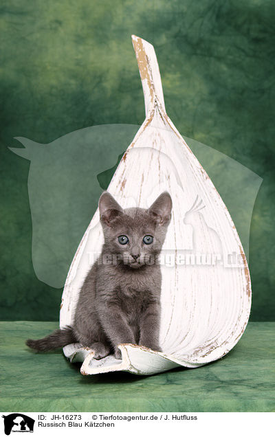 Russisch Blau Ktzchen / Russian blue kitten / JH-16273