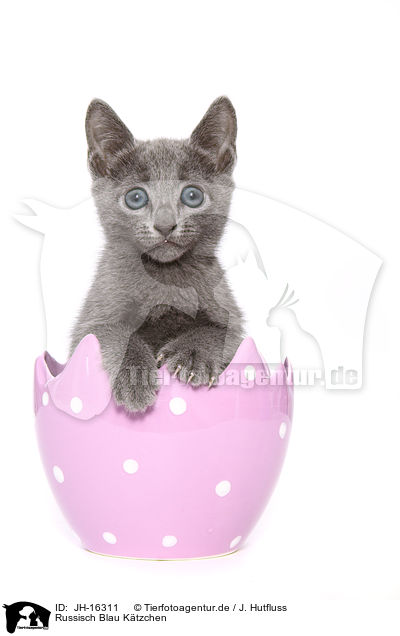 Russisch Blau K�tzchen / JH-16311