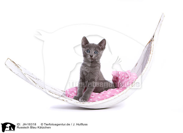 Russisch Blau Ktzchen / Russian blue kitten / JH-16318