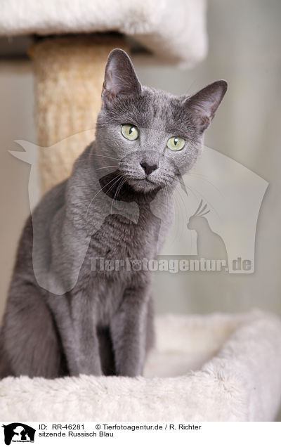 sitzende Russisch Blau / sitting Russian blue / RR-46281